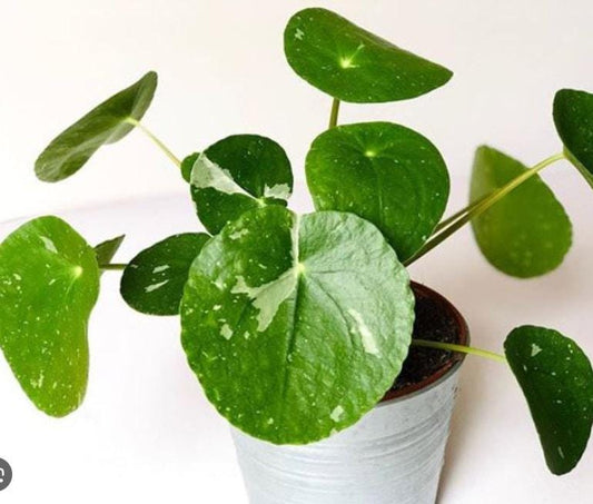 Variegated Pilea Peperomia – Propagation Leaf