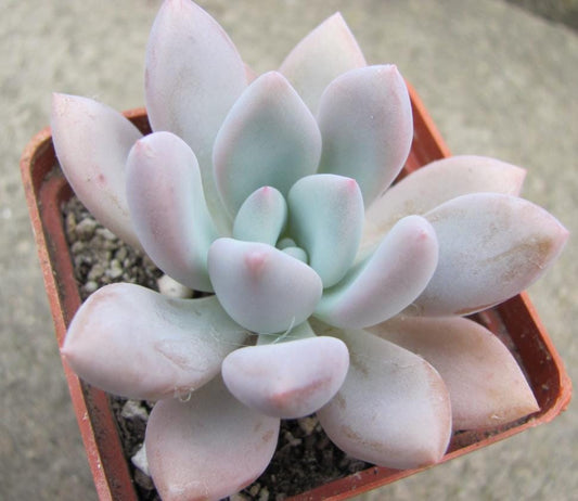 Pachyveria Opalina – Propagation Leaf
