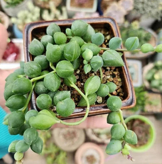 Senecio Rowleyanus (String of Pearls) – Cuttings