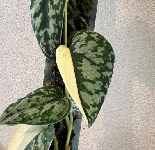 Scindapsus Mayari Albo Variegata – rare plant for sale