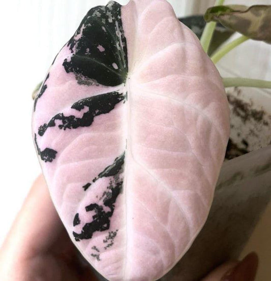 Alocasia Black Velvet Pink Variegata – Bulb