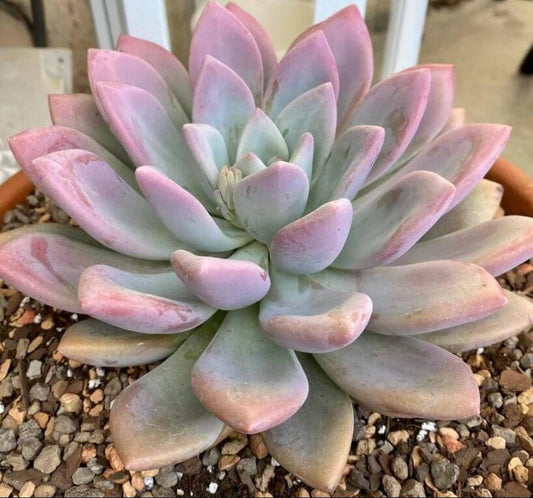 Pachyphytum Hookeri – Propagation Leaf