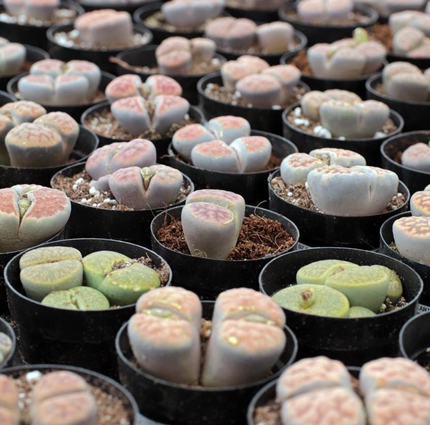 Lithops Plant Mix