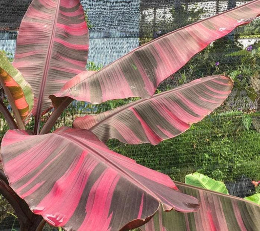 Musa Nono Pink Variegata