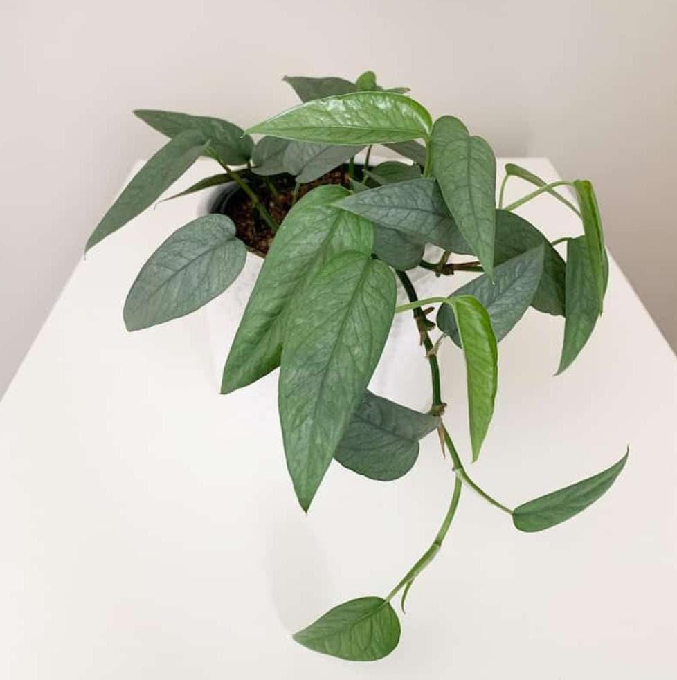 Cebu Blue Pathos – rare plant for sale