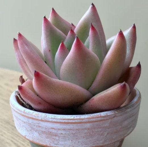 Echeveria Agavoides Miranda – Propagation Leaf