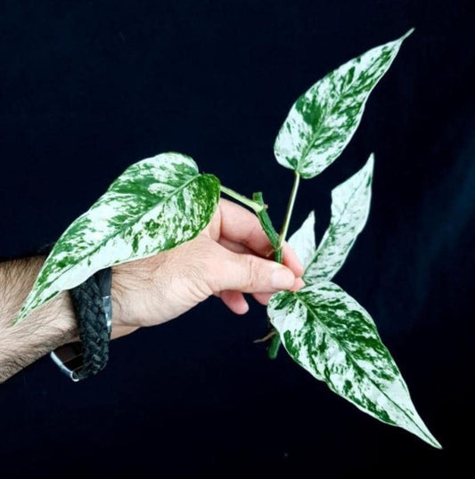Epipremnum Cebu Blue Variegata (Cebu Blue Pothos Variegata) – rare plant for sale