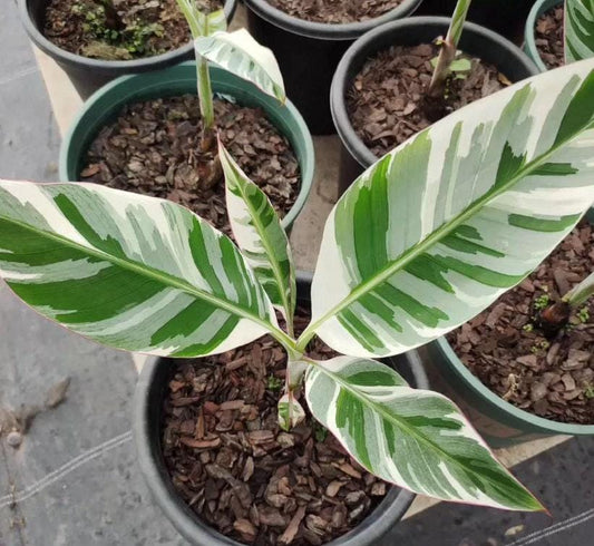 Musa Florida Variegata