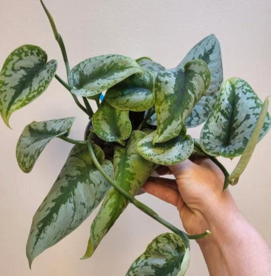 Scindapsus Tricolor – Cuttings