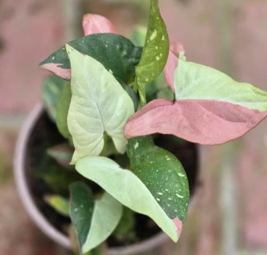 Syngonium Red Spot Tricolor – Cuttings