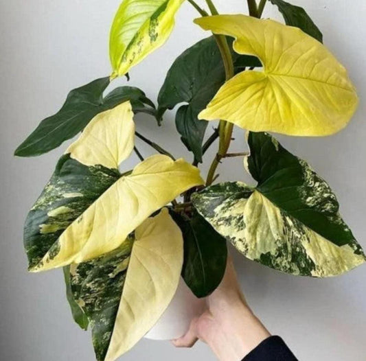 Syngonium Aurea – Cuttings
