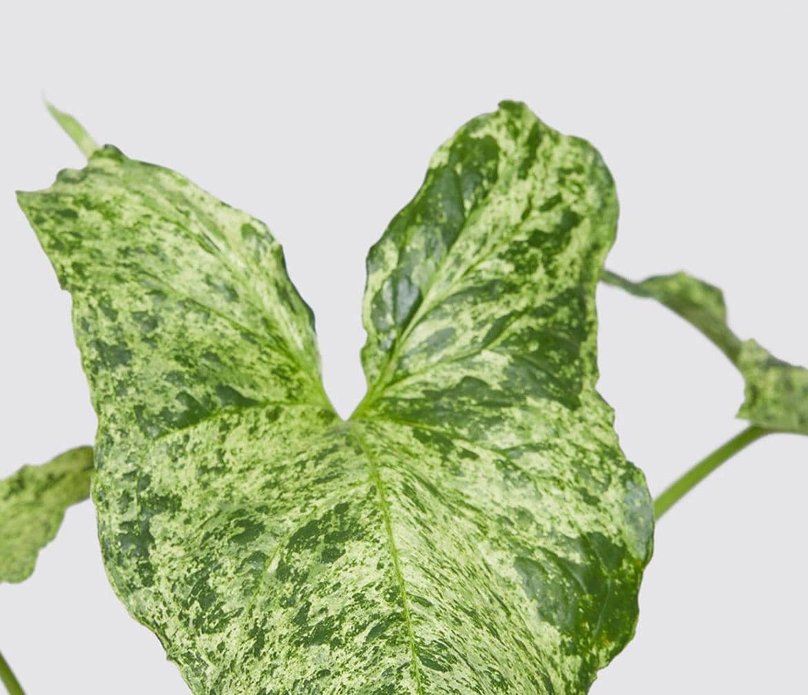 Syngonium Mojito cuttings