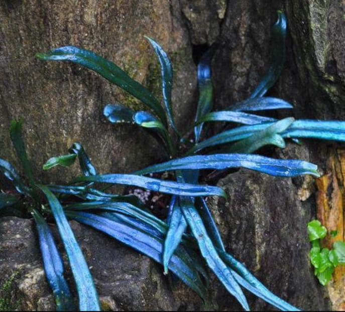Blue Oil Fern – Rare Microsorum Blue | Exotic Metallic Fern | Tropical Indoor Plant | Unique Houseplant for Collectors