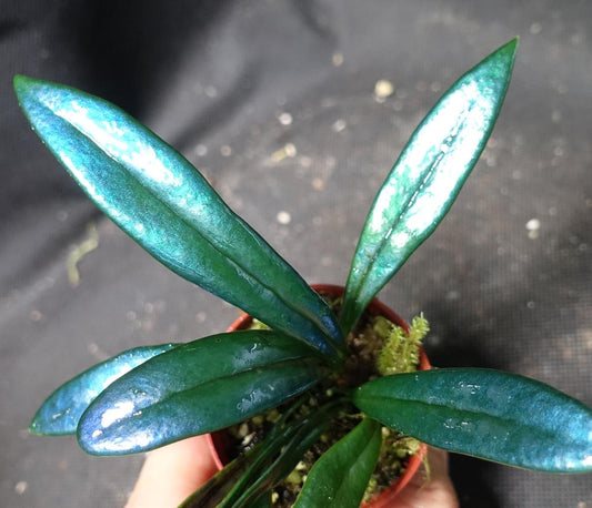 Blue Oil Fern – Rare Microsorum Blue | Exotic Metallic Fern | Tropical Indoor Plant | Unique Houseplant for Collectors