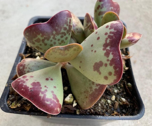 Adromischus Maculatus Calico Hearts – Propagation Leaf