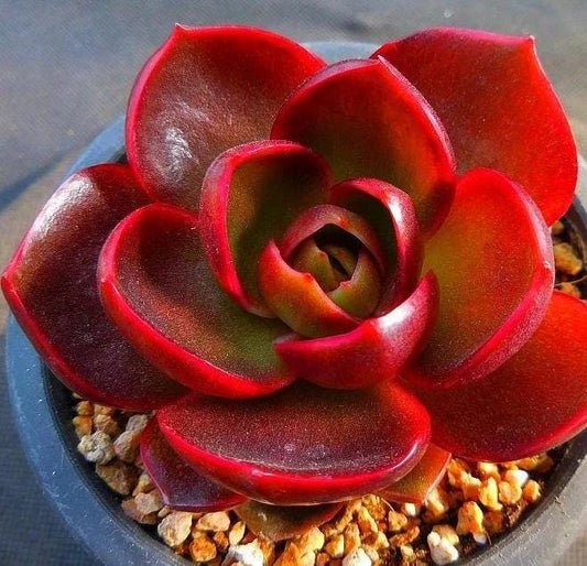 Echeveria Hongdeung – Propagation Leaf