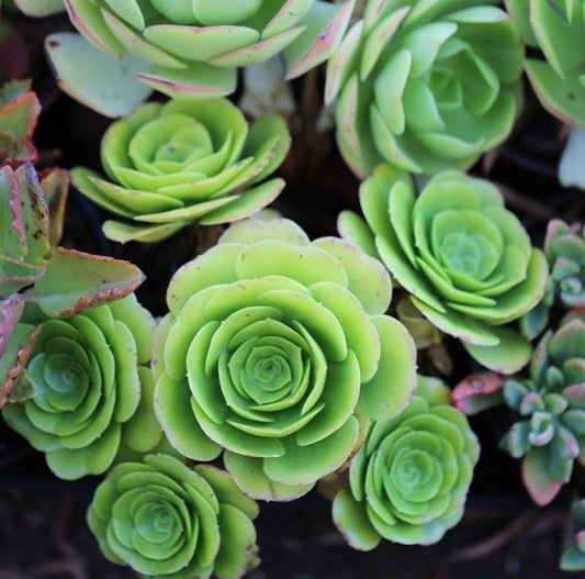 Aeonium Tabuliforme – Propagation Leaf