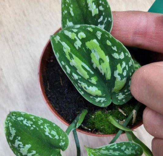 Scindapsus NoID Tricolor – Cuttings