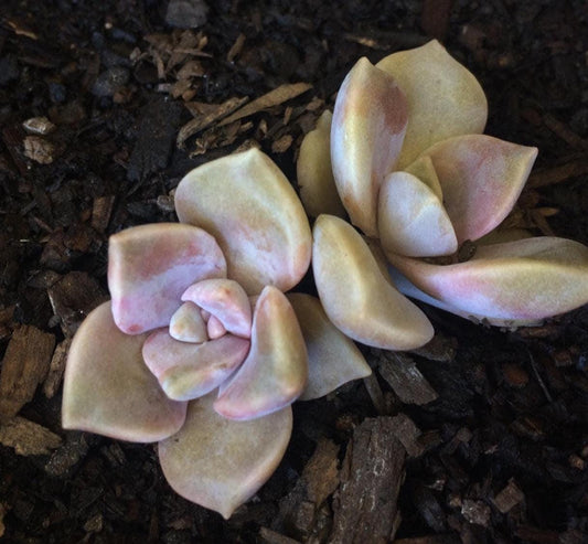 Graptopetalum Purple Delight – Propagation Leaf