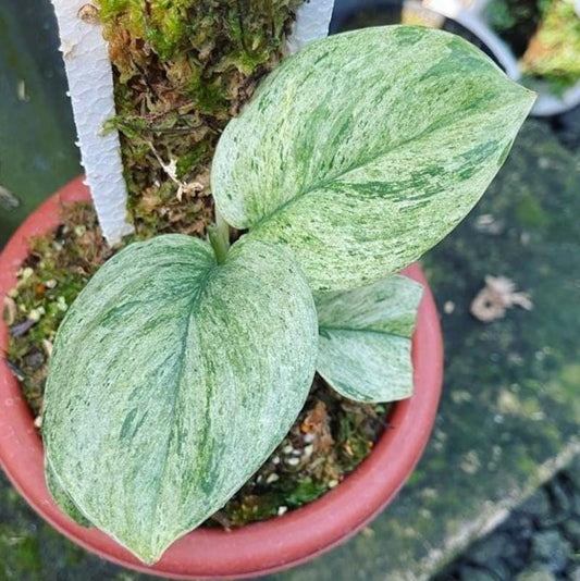 Scindapsus Treubii Moonlight Mint – Cuttings