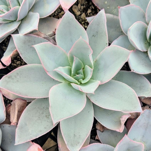 Echeveria Cante – Propagation Leaf