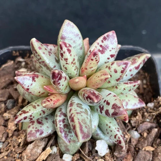 Adromischus Hemisphaericus – Propagation Leaf