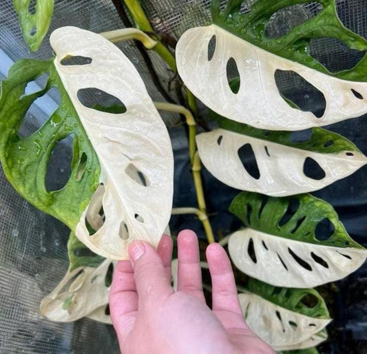 Monstera Adansonii Albo Variegated – Node Cutting
