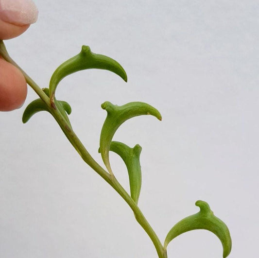 Senecio Peregrinus (String of Dolphins) – Cuttings