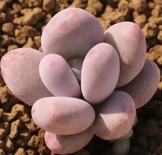 Pachyphytum Oviferum Tsukibijin – Propagation Leaf