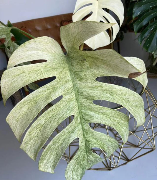 Monstera Deliciosa Mint Variegata