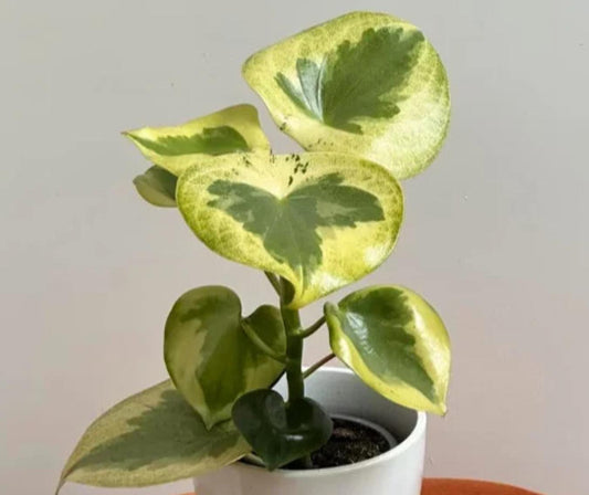 Peperomia Raindrop Variegata – Propagation Leaf