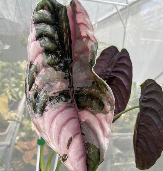 Alocasia Cuprea Pink Variegata – Bulb