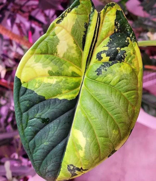 Alocasia Dragon Scale Variegata