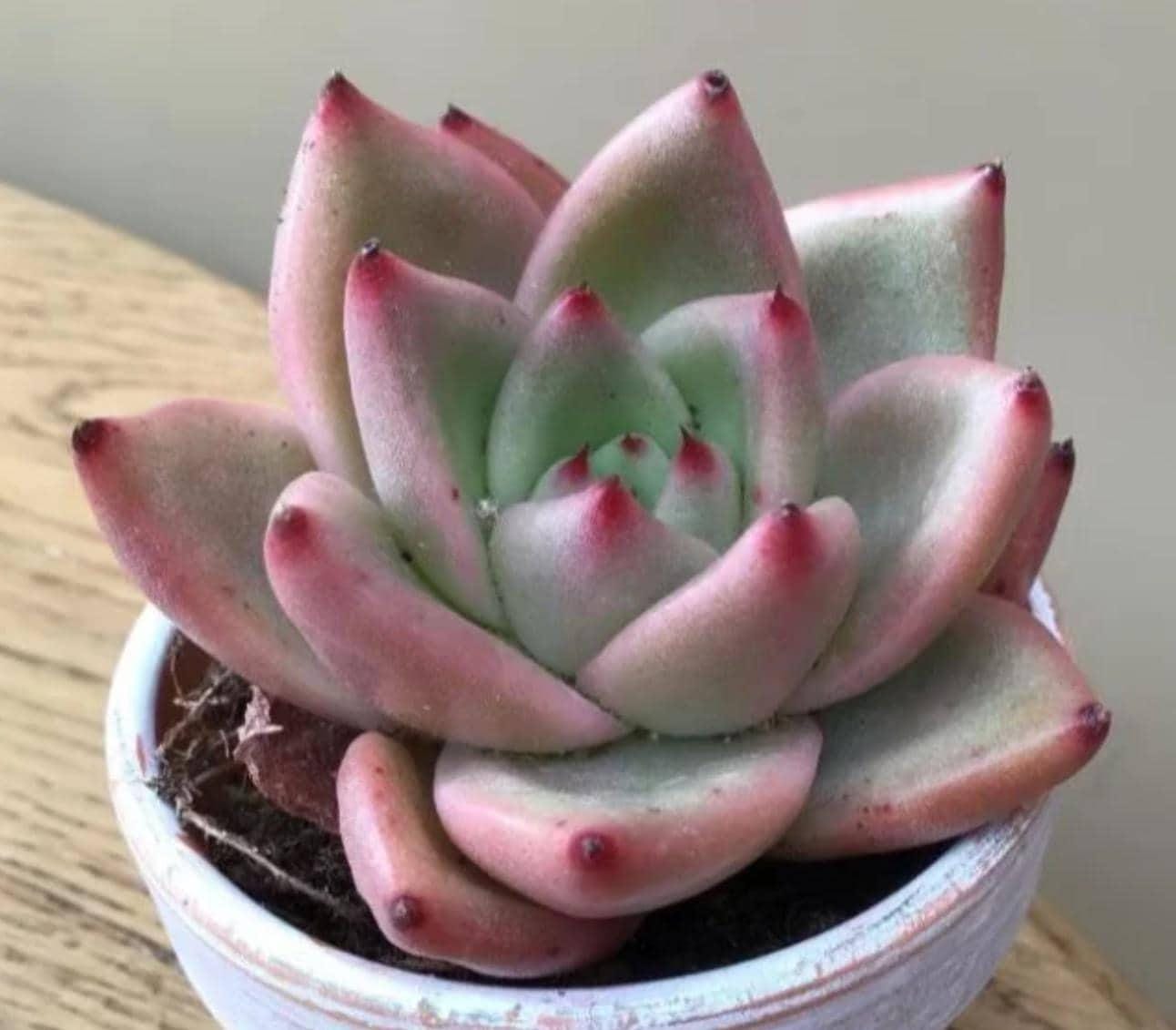 Echeveria Agavoides Miranda – Propagation Leaf
