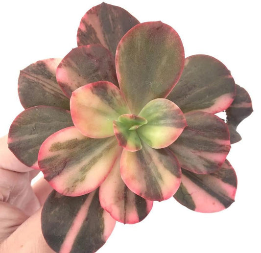 Echeveria Variegated – Propagation Leaf