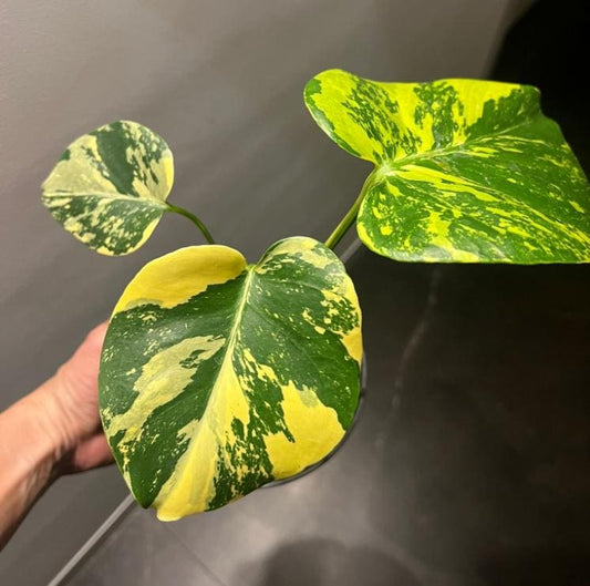 Monstera Deliciosa Aurea