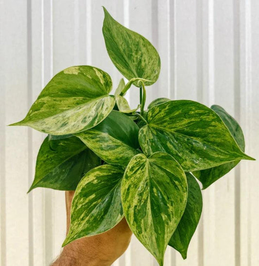 Philodendron Hederaceum Variegata – Cuttings