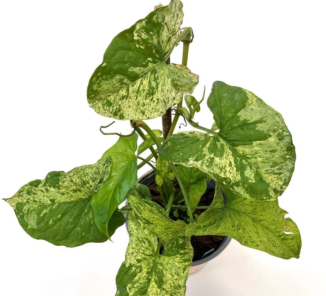 Syngonium Mojito cuttings