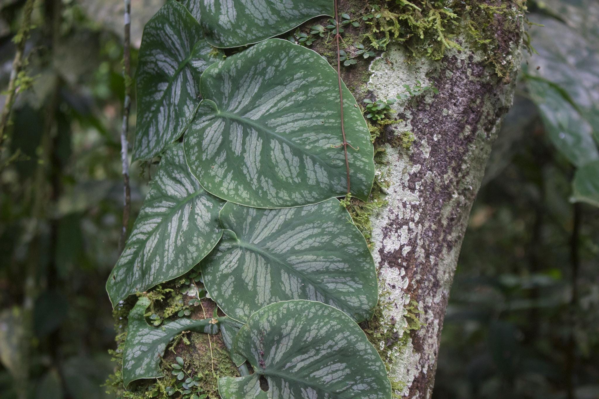 Monstera Dubia node cutting