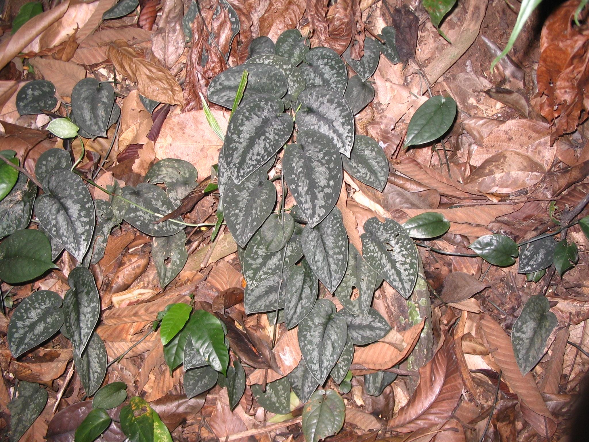 Scindapsus Pictus node cutting
