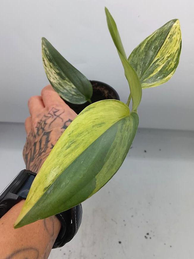 Scindapsus Hederaceus Blue Aurea Variegata node cutting