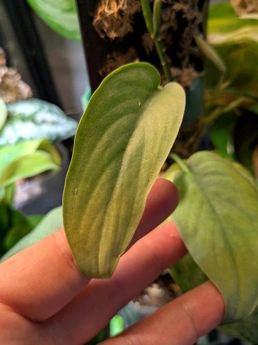 Scindapsus Platinum node cutting