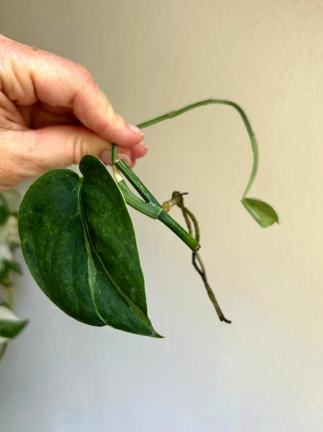 Scindapsus Jade Satin Mint node cutting