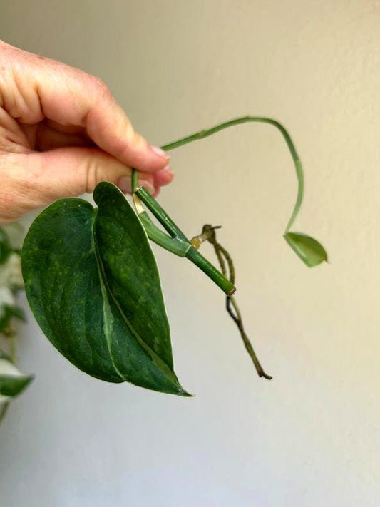 Scindapsus Jade Satin Mint node cutting