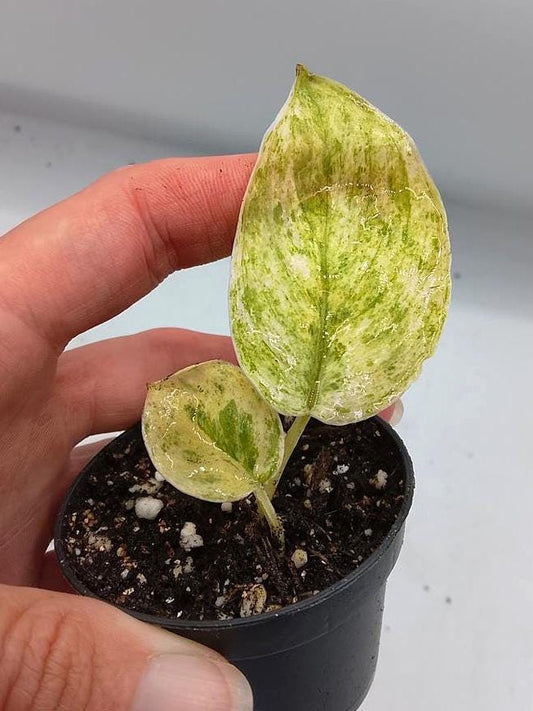 Scindapsus Peasun Variegata node cutting