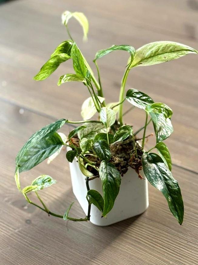 Epipremnum Hanoman node cutting