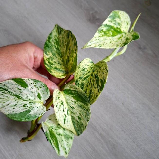 Epipremnum Snow Queen node cutting