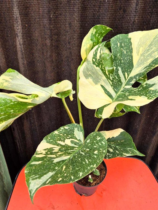 Monstera Thai Constellation node cutting