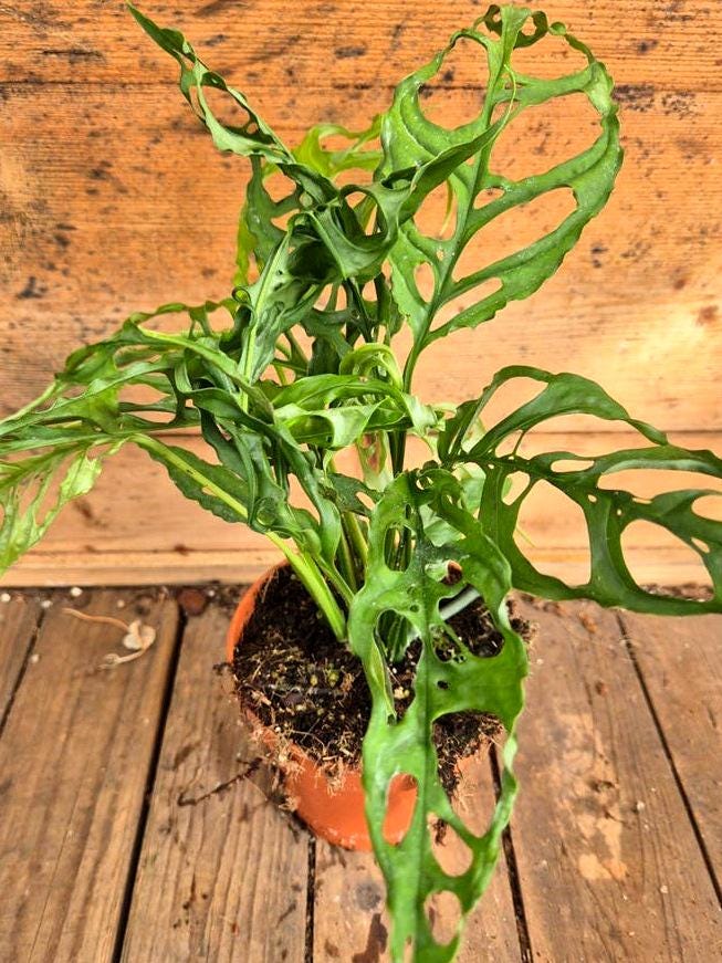Monstera Obliqua Peru node cutting