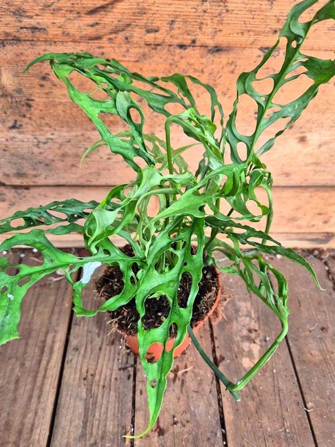 Monstera Obliqua Peru node cutting